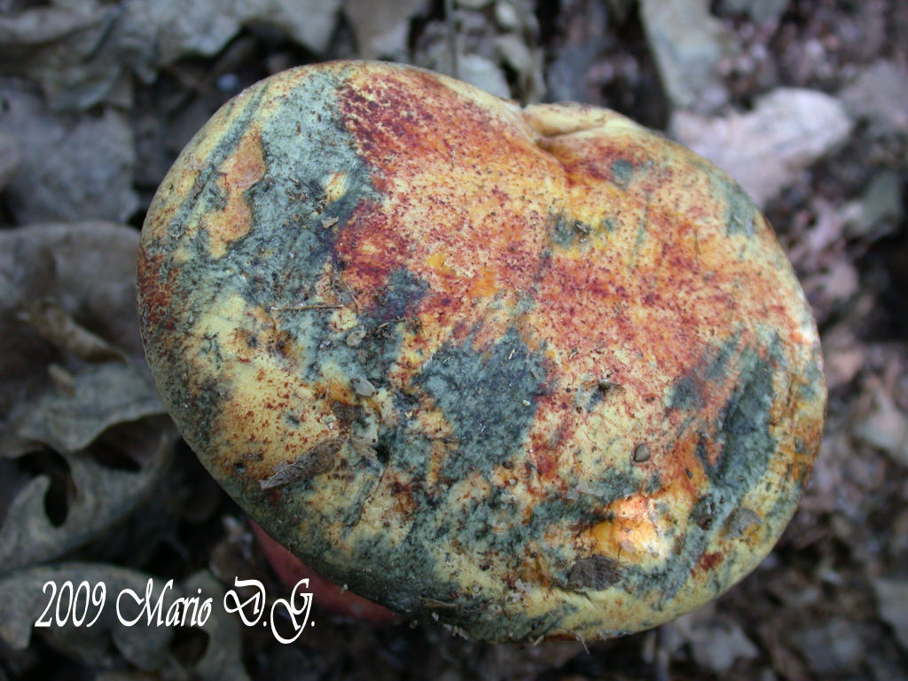 Boletus da determinare >>> n�3
